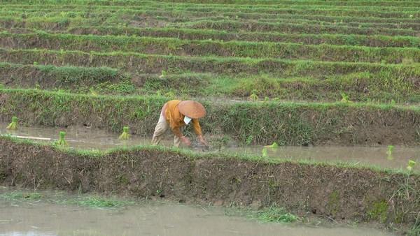 Working Paddy By Hand