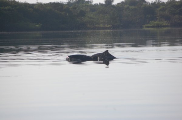 Amazone (Pink Dolphins)