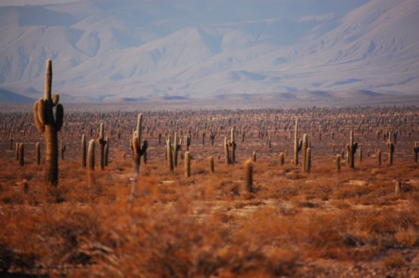Desert de cactus
