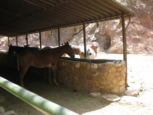 Mules at Phantom Ranch