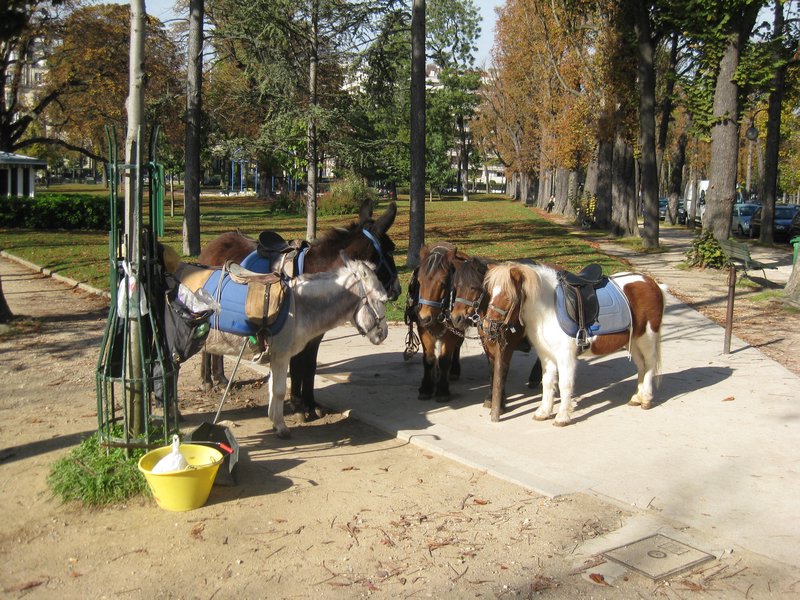 Donkeys and Ponys in the Park