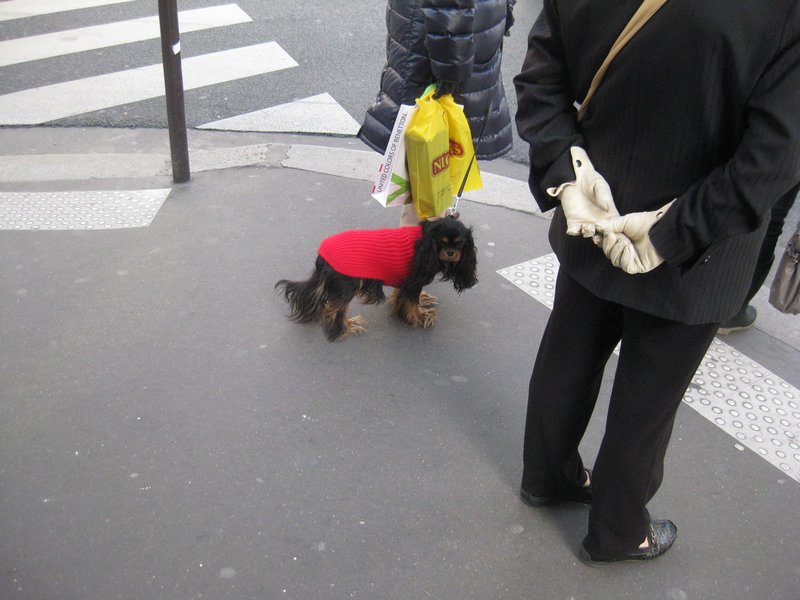 Dogs of France