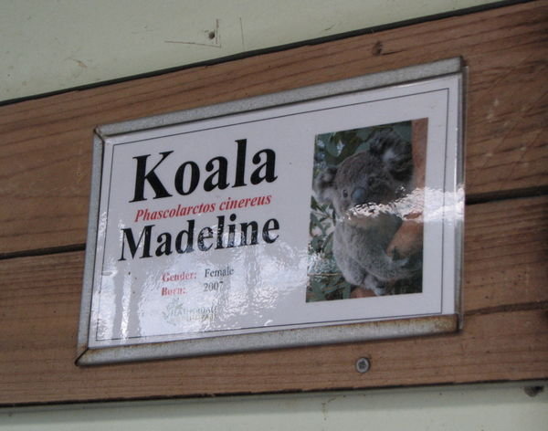 Koala Madeline