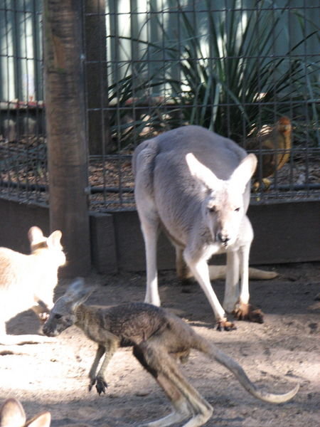Momma and Baby Kangaroo