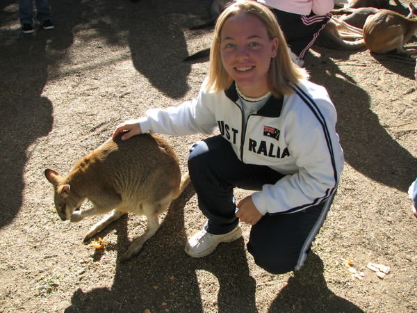 Petting Another Kangaroo