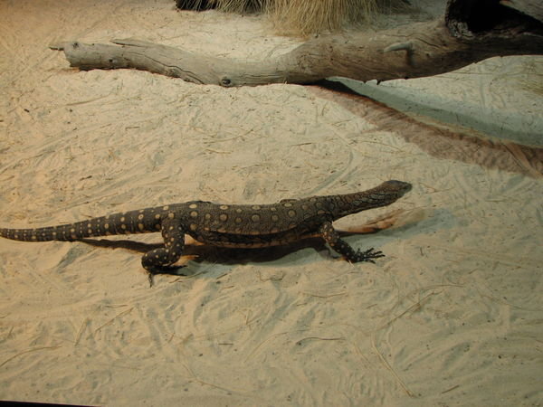 Australia's Largest Lizard