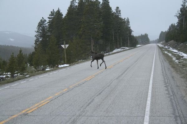 Wild Moose in Big Horn