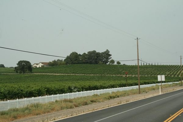 Vineyards on Highway 101
