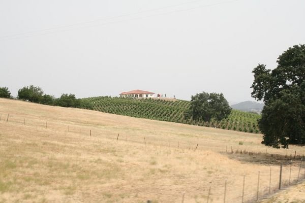Beautiful Vineyards !
