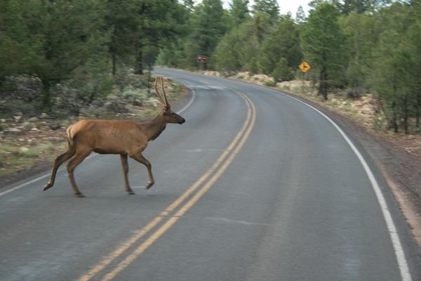 Watch Out Mr. Elk !