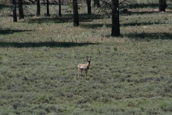 Pronghorn in Bryce 