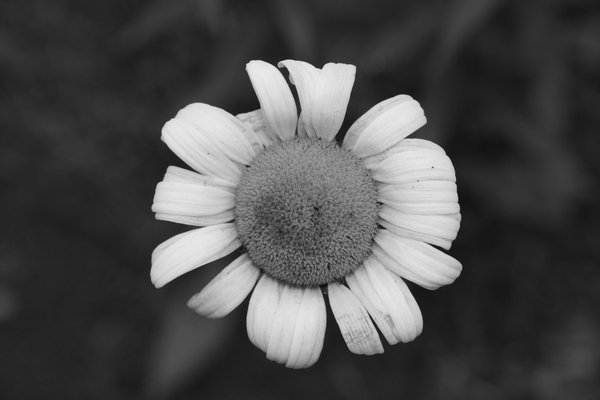A pretty Vermont daisy.