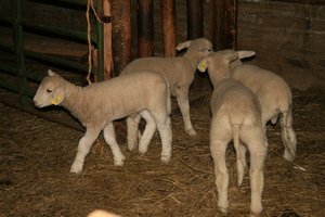 Cute little baby lambs !
