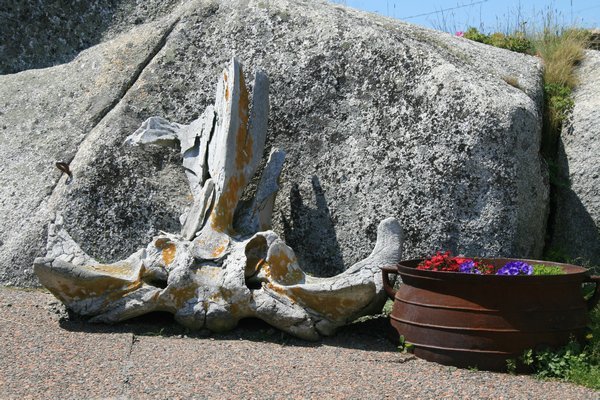 Petrified whale bones