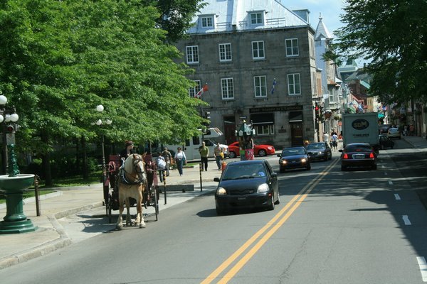 Horse and Buggy rides