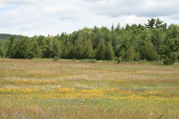 Field of wildflowers on the island