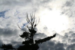 Bald eagle that we spotted in the treetop