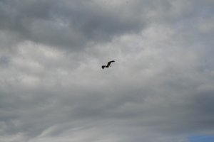 Bald eagle flyiing over us