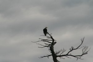 Bald eagle in treetop