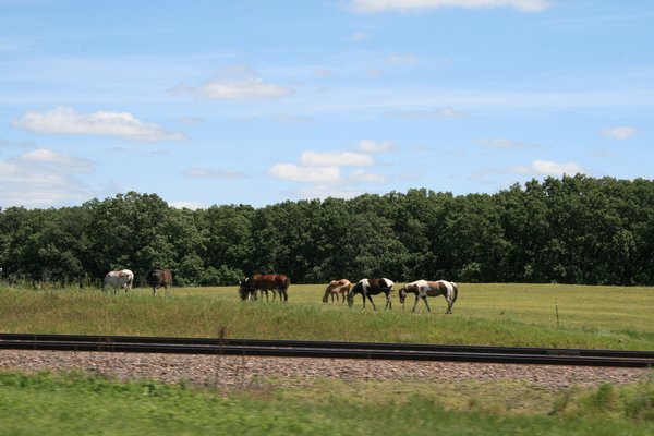 Minnesota Horses !