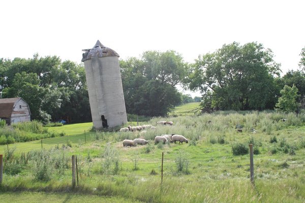 I sure hope that silo doesn't fall on those poor sheep !