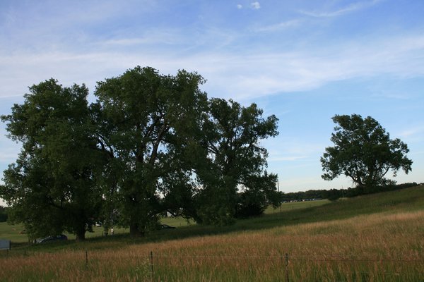 The five cottonwoods Pa planted for Ma and his four daughters