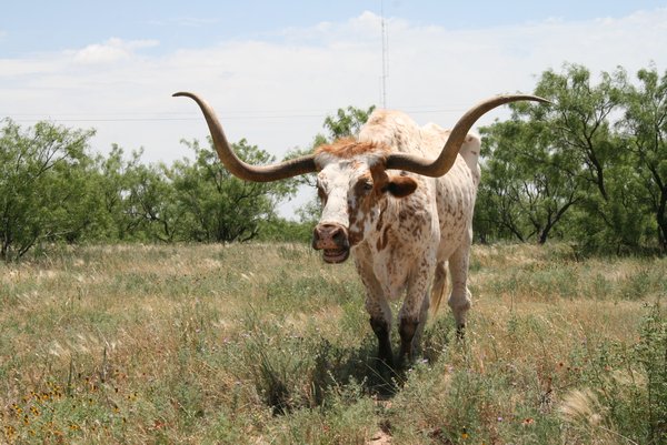 A HUGE Texas longhorn we saw in Palo Duro Canyon