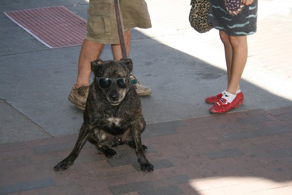 Crazy dog Tim watched on the street in Santa Fe