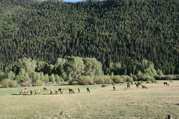 A field of elk we passed on the way out of Telluride, CO.