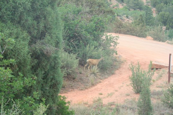 A little deer we saw in the Garden of the Gods.