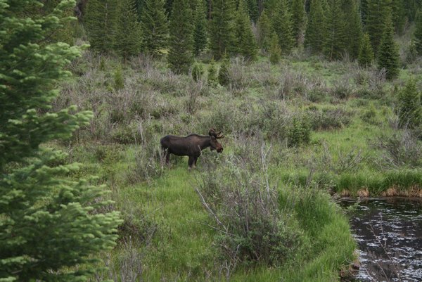 Finally, after 3 long years, we got to see a moose !!!