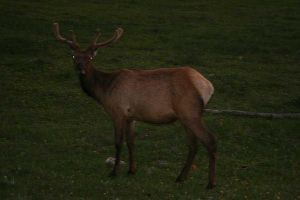 An elk we saw on the side of the road late at night !