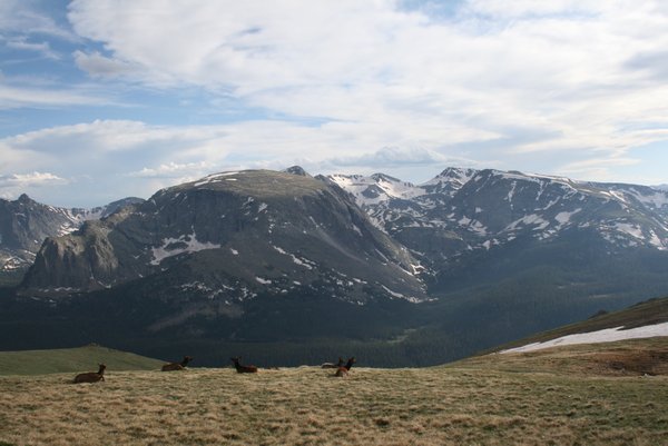 Elk grazing and relaxing in Rocky Mountain National Park