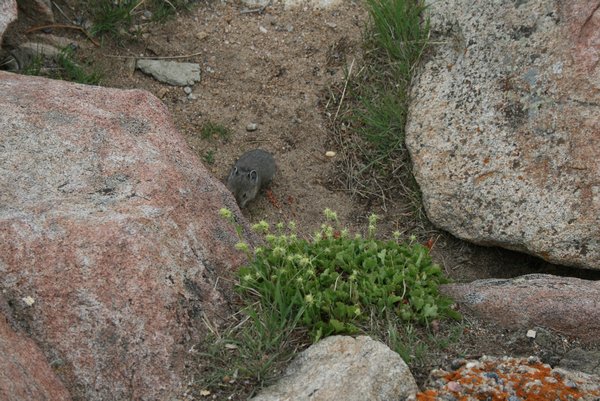 A ground squirrel in Rocky Mountain National Park. He was so cute !