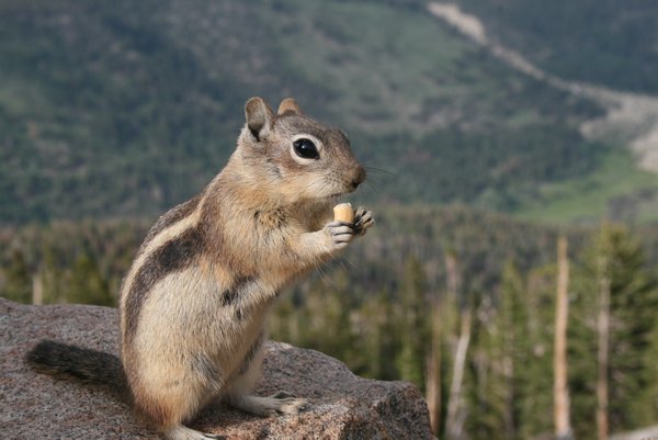 A ground squirrel in Rocky Mountain National Park