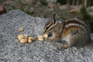 A chipmunk eating our peanuts in Rocky Mountain National Park