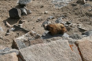 A huge marmot we saw in the Rocky Mountain National Park. He was so cute !