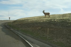 Beautiful elk on the side of the road.