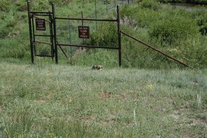 A badger in the Rocky Mountain National Park. We saw him hunting a prairie dog and digging his hole.