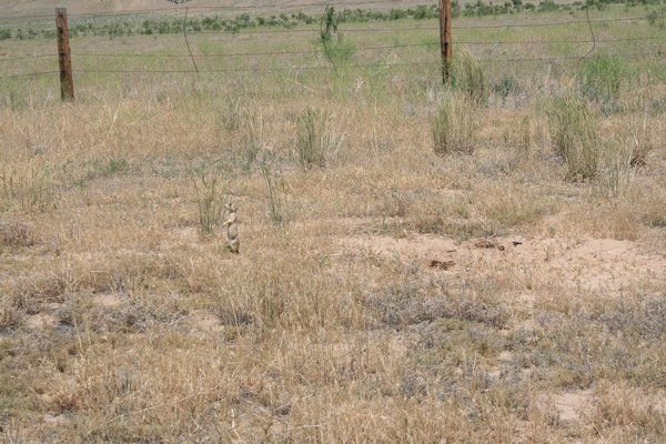 Look closely to see Mr. Prairie Dog we saw on the side of the road.