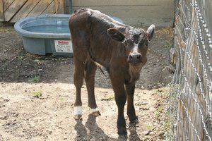 Cutest little calf I've ever seen !