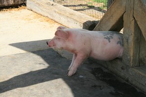 Mr. Piggy was scratching his belly !