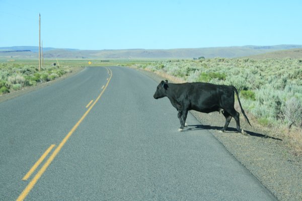 The big cow that ran out in front of us !