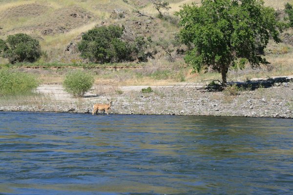 A sweet deer trying to cool off in the Snake River.