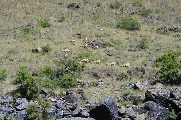 Rocky Mountain Bighorn Sheep we saw in Hells Canyon