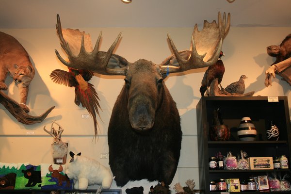 You can hang this lovely moose over your fireplace for a mere $7,800.00 !