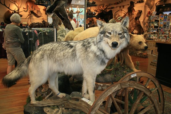 Beautiful grey wolf for sale.