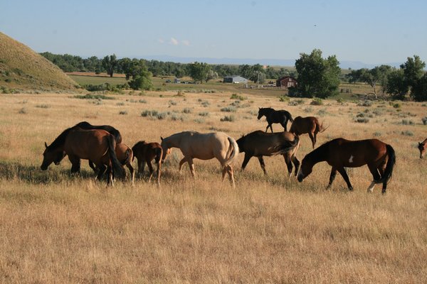 A field of horses near Little Bighorn Battlefield.