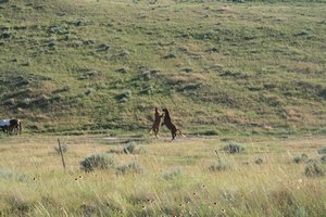 Horse Fight at Little Bighorn Battlefield !