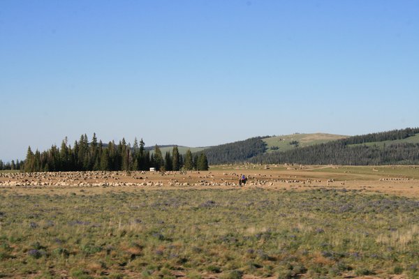 A shepherd watching over his sheep in Bighorn National Forest